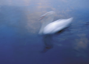 bildreich karten PK 1: schwan.