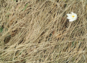 bildreich karten PK 55: krokus I.