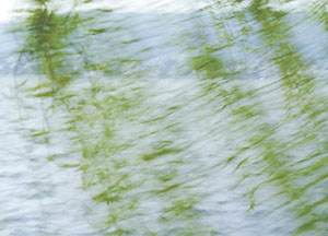 bildreich karten PK 57: weidenäste im wind.