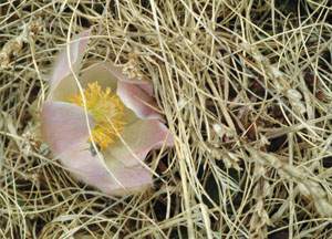 bildreich karten PK 64: pelzanemone.