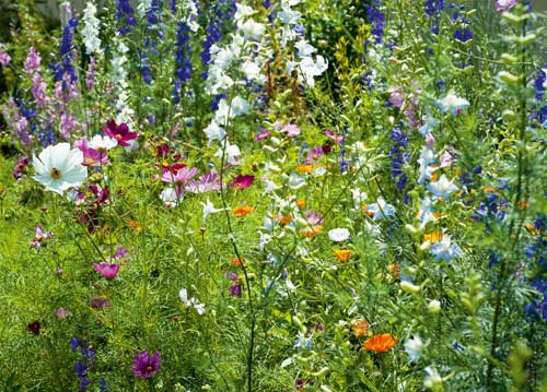 bildreich karten PK 1001: millefiori.