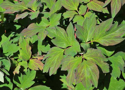 bildreich karten PK 1006: paeonienblaetter.