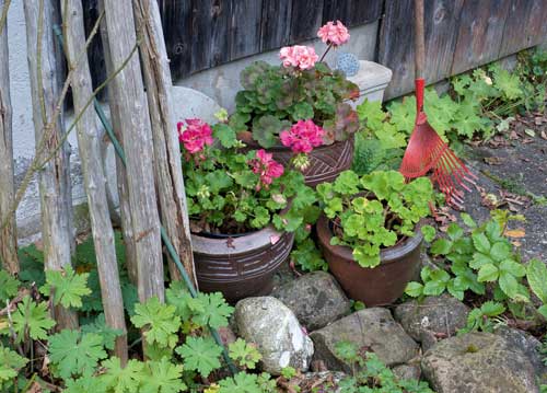 bildreich karten PK 1007: gartenecke.