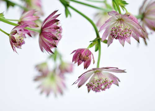 bildreich karten PK 1009: pirouetten.