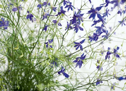 bildreich karten PK 1011: delphinium.