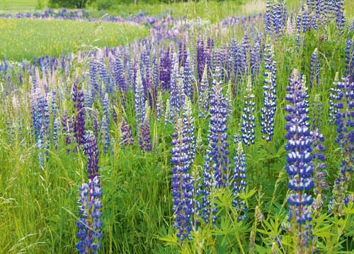 bildreich karten PK 1017: luvina II.