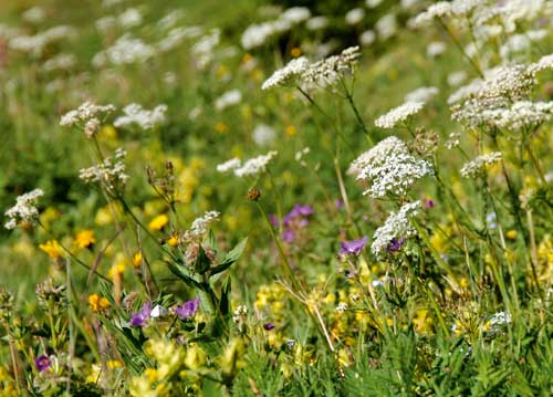 bildreich karten PK 1020: alpwiese.