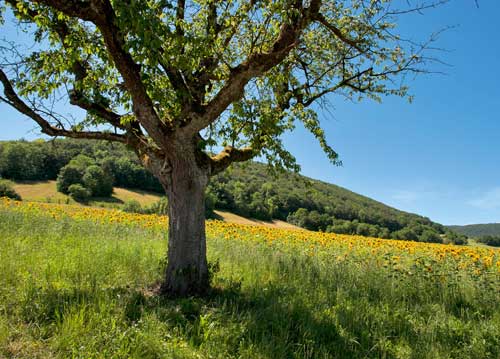 bildreich karten PK 1025: sonnenfeld.