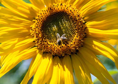 bildreich karten PK 1026: honiggelb.