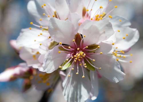 bildreich karten PK 1031: mandelblueten II.