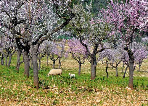bildreich karten PK 1032: erkundung im mandelhain.