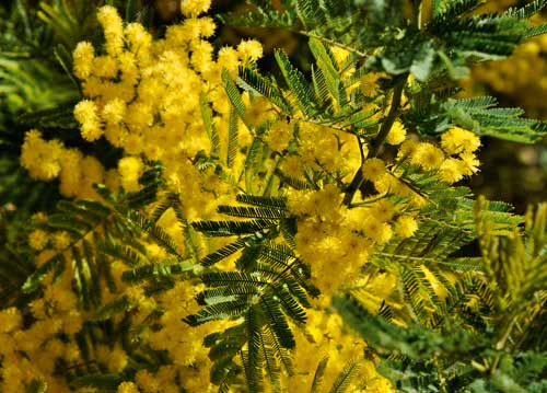 bildreich karten PK 1044: gelbe mimosen.