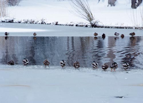 bildreich karten PK 1097: beisammen.