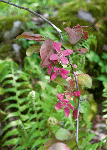 bildreich karten PK 1109: im schattengarten.