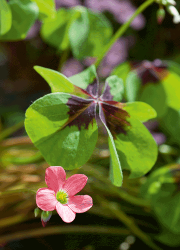 bildreich karten PK 1110: gluecksbluemchen.