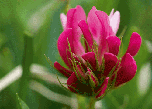 bildreich karten PK 1125: coronella.