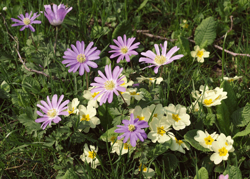 bildreich karten PK 1143: lilavanilla.