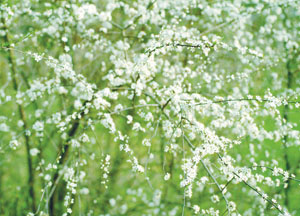 bildreich karten PK 124: blütenrausch V.