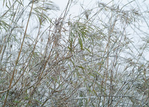 bildreich karten PK 148: bambus II.