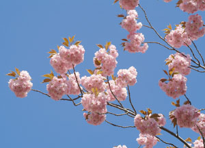 bildreich karten PK 150: blütenrausch VI.