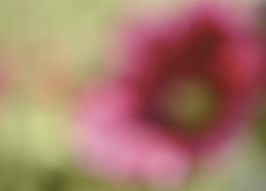 bildreich karten PK 167: malve I.