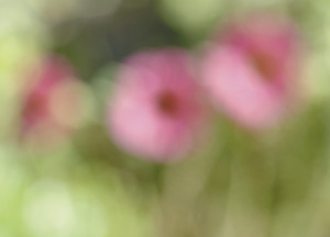 bildreich karten PK 168: malven III.