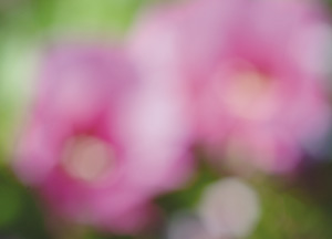 bildreich karten PK 169: malven II.