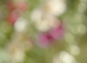 bildreich karten PK 171: malven V.