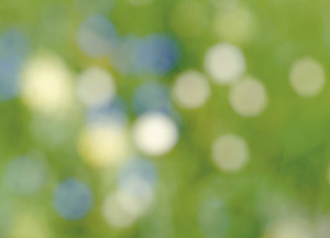 bildreich karten PK 175: sommersummern III.