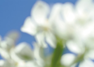 bildreich karten PK 178: sternanemonen I.