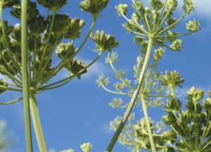 bildreich karten PK 181: spätsommerhimmel.