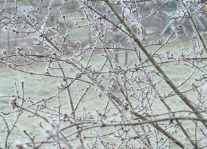 bildreich karten PK 195: rauhreif II.