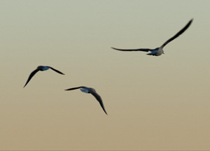 bildreich karten PK 224: im abendwind.