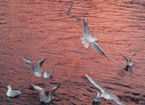 bildreich karten PK 231: tagenthoben.