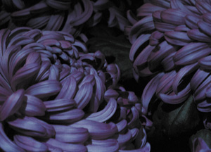 bildreich karten PK 245: nachtpurpur.