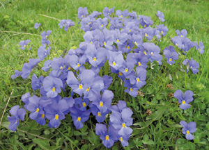 bildreich karten PK 254: veilchen beisammen, 206.