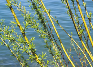 bildreich karten PK 259: uferlicht.