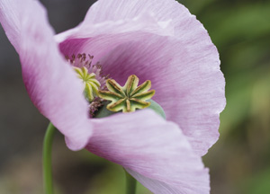 bildreich karten PK 324: papaver somniferum, schlafmohn.