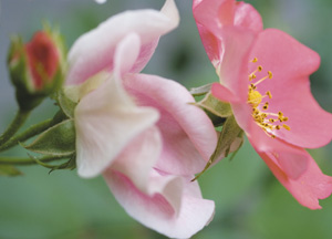 bildreich karten PK 350: rosenwunder.