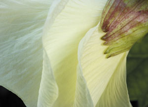 bildreich karten PK 438: nachtkerze.