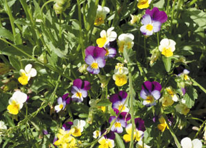 bildreich karten PK 439: wildes stiefmütterchen.