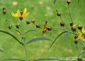 bildreich karten PK 459: herbstreigen.