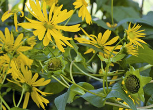 bildreich karten PK 461: topinambur.