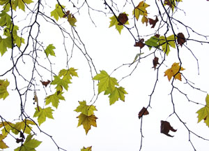 bildreich karten PK 464: filigran.