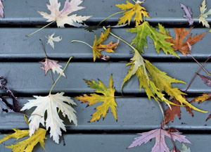 bildreich karten PK 469: herbstfarben.