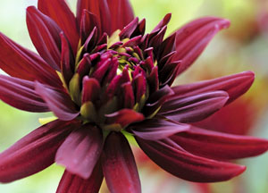 bildreich karten PK 476: dahlia.