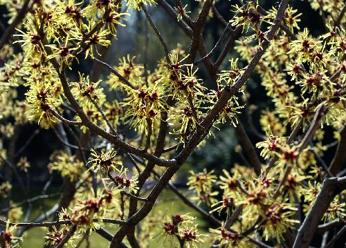 bildreich karten PK 538: hamamelis.
