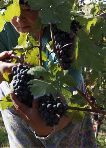 bildreich karten PK 584: vendemmia.