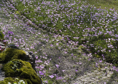 bildreich karten PK 609: von fruehling zu fruehling.