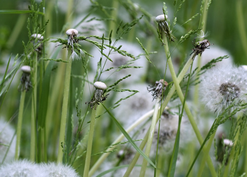 bildreich karten PK 614: loewenzahnwiese.